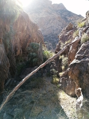 Peniocereus marianus