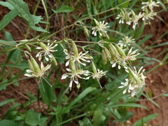 Silene saxatilis