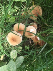 Marasmius