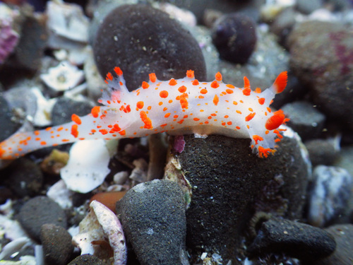 Clown Dorid