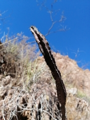 Peniocereus marianus