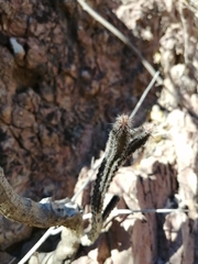 Peniocereus marianus