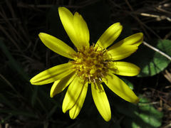 Brachyglottis bellidioides