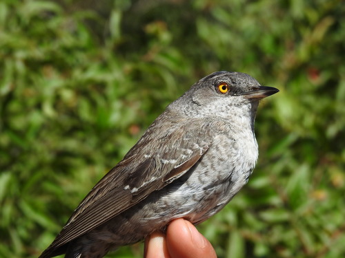 Barred Warbler, photo 9 of 9