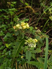 Calceolaria sericea