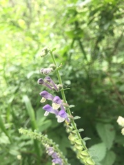 Scutellaria