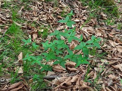 Galium valantioides