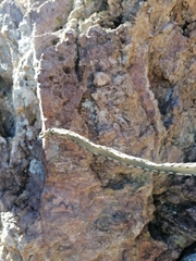 Peniocereus marianus