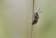 Deraeocoris punctum