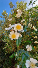 Rosa sempervirens