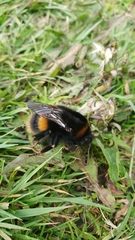 Bombus terrestris
