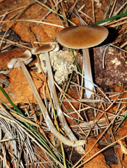 Entoloma cuneatum