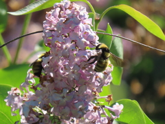 Bombus borealis