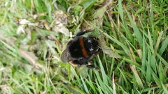 Bombus terrestris