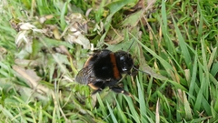 Bombus terrestris