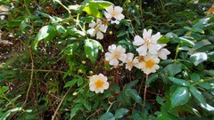 Rosa sempervirens