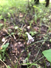 Penstemon laevigatus