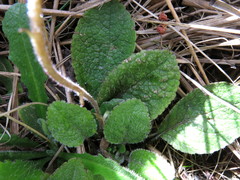 Brachyglottis bellidioides