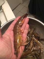 Penaeus latisulcatus