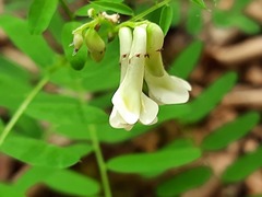 Vicia abbreviata