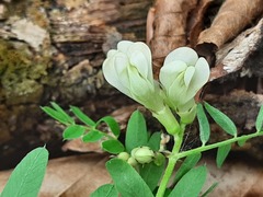 Vicia abbreviata