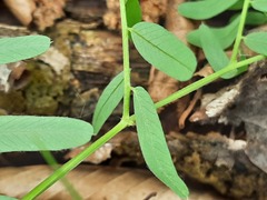 Vicia abbreviata