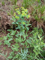 Euphorbia iberica