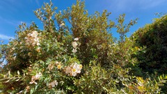 Rosa sempervirens