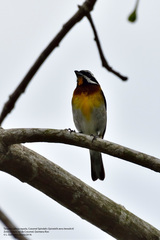 Spindalis zena benedicti