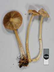 Entoloma cuneatum
