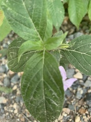Ruellia purshiana