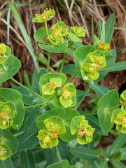 Euphorbia iberica
