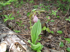 Cypripedium acaule image