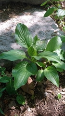 Hosta