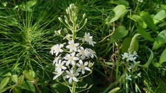 Ornithogalum pyramidale