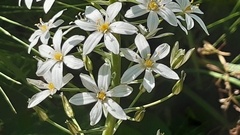 Ornithogalum pyramidale