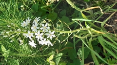 Ornithogalum pyramidale
