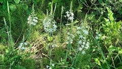 Ornithogalum pyramidale