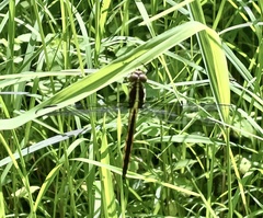 Libellula cyanea