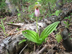 Cypripedium acaule image