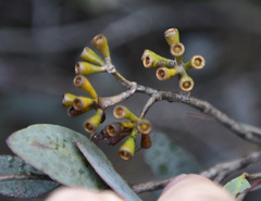 Eucalyptus redunca