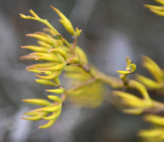 Eucalyptus redunca