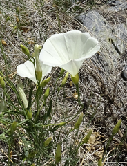 Calystegia longipes