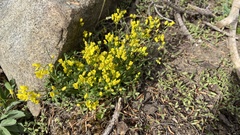 Draba lemmonii