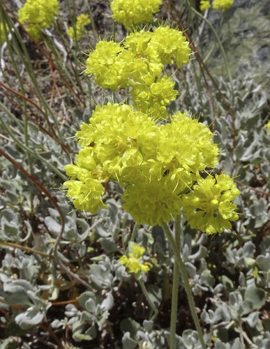 Eriogonum umbellatum var. canifolium