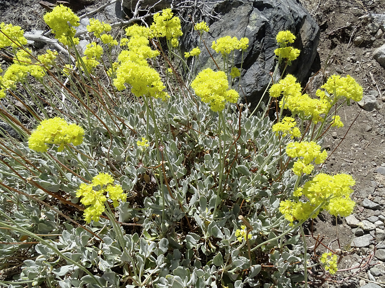 Eriogonum umbellatum var. canifolium