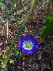 Convolvulus tricolor