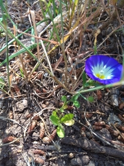 Convolvulus tricolor