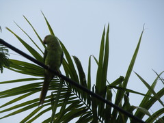 Image of Psittacula krameri