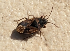 Trapezonotus arenarius
